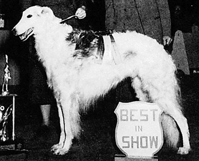 Top Conformation Borzoi 1950